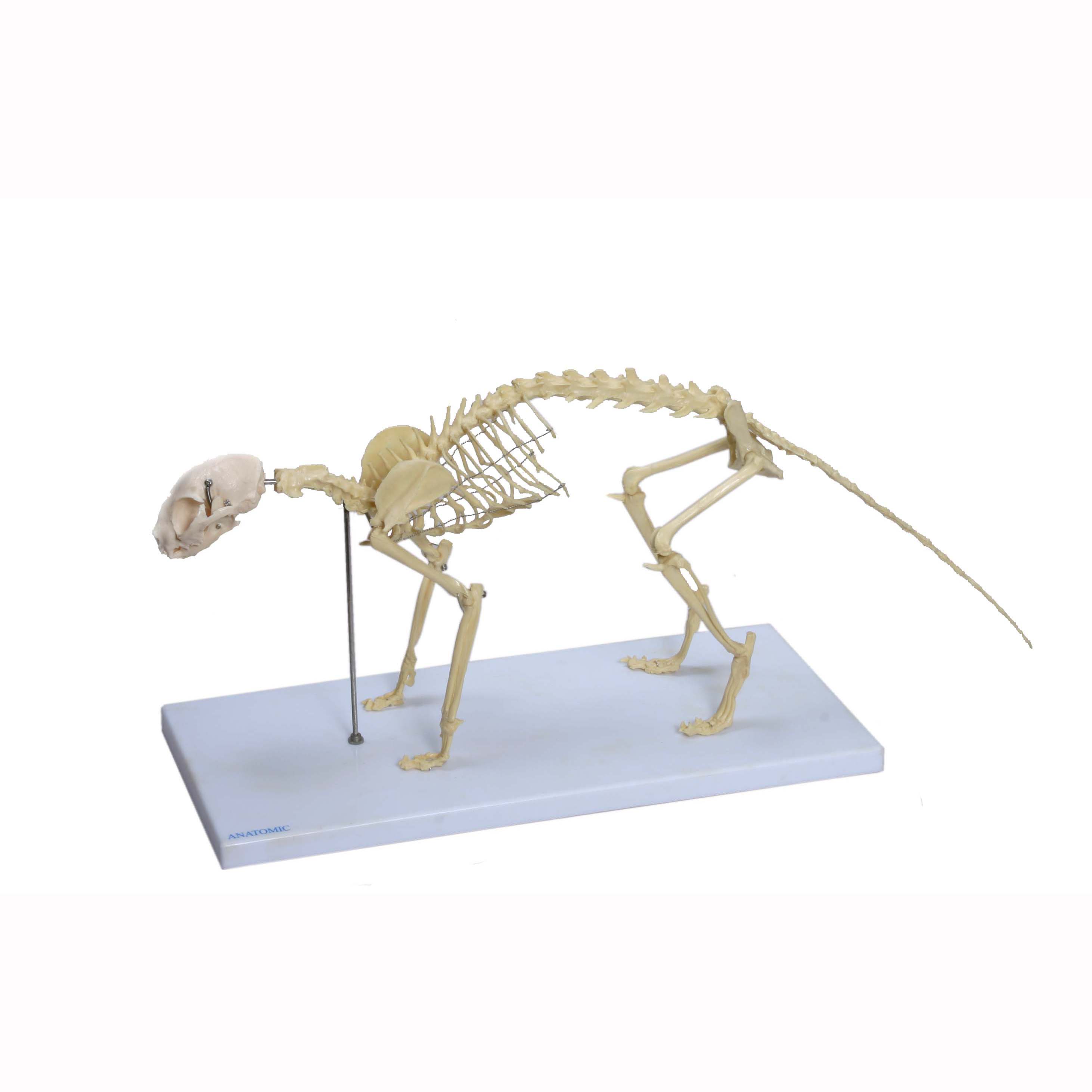 Gazechimp Resina Modelo de Cráneo de Gato Reproducción Médico Enseñanza Esqueleto Coleccionable Ideal para Decoración 